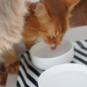 猫のいたずら対策(1) キッチンの危険を少しでも減らす : 365日の