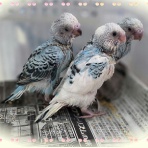 Small Animal Land