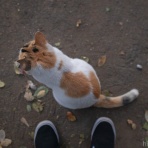 画像フォルダは猫ばかり