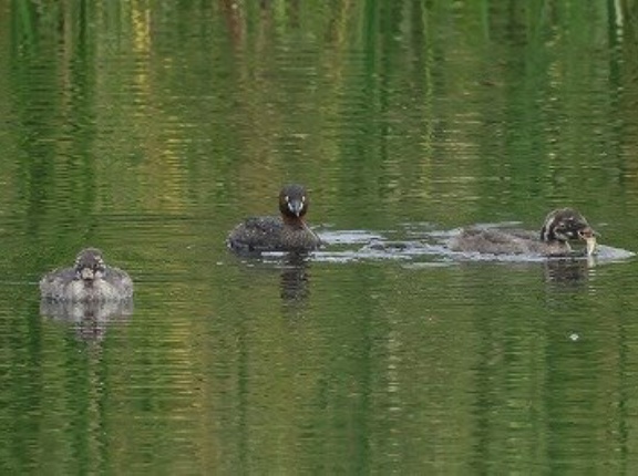 2026年9月8日の野鳥公園