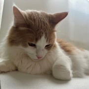 1日に2回、獣医さんへ行きました