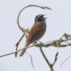 『令和6(2024)年5月26日の鳥さん Vol.2　矢切で野鳥の観察･撮影 色々登場!!ホオジロが大きな声で囀る!!』の画像