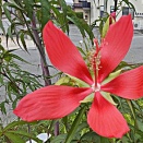 華麗な赤い花　モミジアオイ