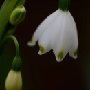 スノーフレーク