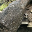 【画像】ビッシリとコインが埋め込まれた丸太