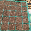 キャベツと玉レタスの種まき