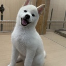 見つめられたら恋に落ちます。あざとい柴犬