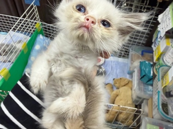 今日のレスキューの子は猫と犬達、11匹です