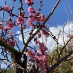 Ｙｕｋｋｉ の HAVE A NICE TRIP