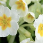 ヒロシマの視線