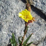 寅太郎の雑記帳