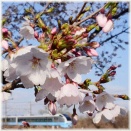 3/28晴天の春色見沼田んぼで沿線に咲く　ソメイヨシノの花　とＥ６５３系K７１編成（水色）特急鎌倉号鎌倉行