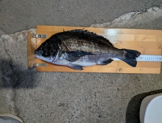 3月1日　検量速報