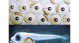 クロマグロの産卵成功…陸上の養殖研究水槽で初