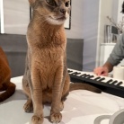 聞き慣れない音にイカ耳の猫たち