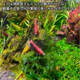『掃除屋さんのエビ＆スネール、そしてもう一つのフィルター "デトリタスサイクル"』の画像