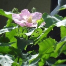 芙蓉（ふよう）