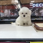 栃木県宇都宮市 ペットショップワンラブ ベルモール宇都宮店のスタッフブログ