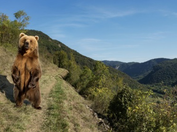 クマ駆除←ビジネスでやるのは無理なん？