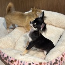 トリミングブログ🐶🐾‪‪