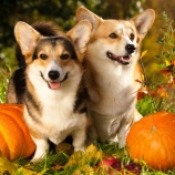 『「犬を止めるときリードを固定するのはおなかの前」だと無理ですね?』の画像