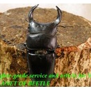 〇福建ドルクス ホペイ＼(^o^)／