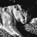 寛ぎのねこ（モノクロ）