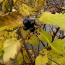 照らし合へ　白山吹の　實(み)の一家