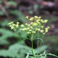 〇〇山麓で花活
