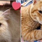 ニャンニャンみずほ　地域猫の会