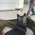 別の犬のもビックリ…独特の歩き方をする犬（動画）