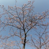 『【真野】真野公園桜祭り ~開花状況』の画像