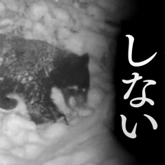 12月なのに「冬眠しないクマ」なぜ？その対策は？