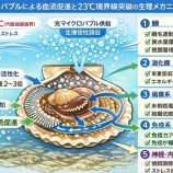 『「光マイクロバブル文明史」考（第6150回記念）（19）陸奥湾ホタテ問題（20）』の画像
