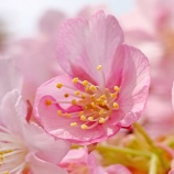 『【写真】 久々の平井 河津桜❷ @Xperia1vii』の画像