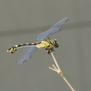 ウチワヤンマ Ⅱ