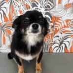 福岡 ペットショップ ワンラブ 福岡総本店 スタッフブログ