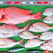 2025年12月16日　釣果