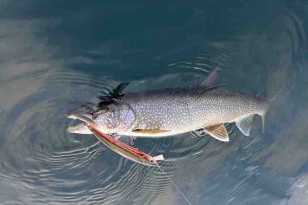 ORA Minnow Serendipity
