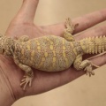 人気のトゲオアガマ‼️安心サイズの有尾類も来ました✨