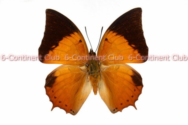 Lucanus cervus judaicus 雄74㍉野外品 Lu.ジュダイクス（Lucanus