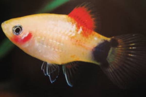 レッドバックミッキーマウス プラティ 熱帯魚と海水魚図鑑