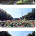 町田ダリア園