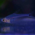 18月9日(金)熱帯魚入荷情報🐟