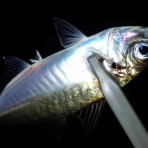  釣果で証明する釣りの理論 ── 私が思うところ。