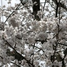 【DESIGUAL】２６春夏物新作コラボ  ディズニー正規ライセンスの「ミッキーマウス」コラボデニムをご紹介致します