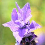 『「命と健康の『ものづくり』Ⅱ」(3600回記念)(6)』の画像