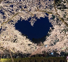 世界一の桜がお出迎え！満開日に「弘前さくらまつり」へイッてきた2026