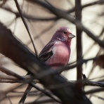 かるかんタイムズ