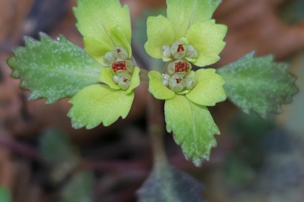 山で見かけた植物 拡大版 ユキノシタ科